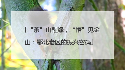“茶”山醒绿，“悟”见金山：鄂北老区的振兴密码