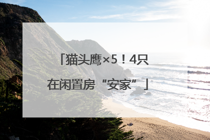猫头鹰×5！4只在闲置房“安家”