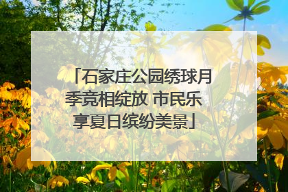石家庄公园绣球月季竞相绽放 市民乐享夏日缤纷美景