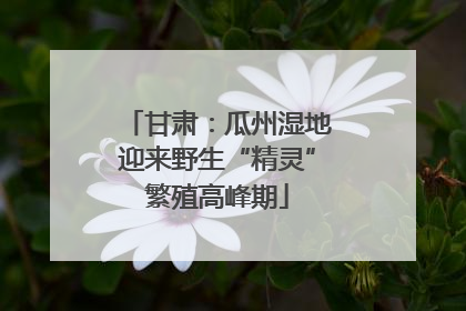 甘肃：瓜州湿地迎来野生“精灵”繁殖高峰期