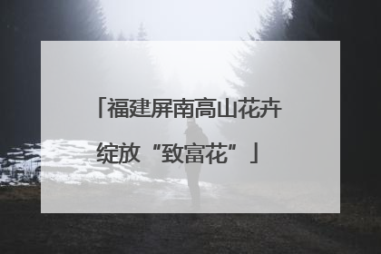 福建屏南高山花卉绽放“致富花”
