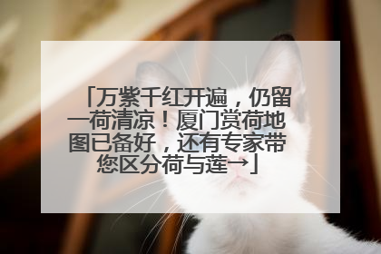 万紫千红开遍，仍留一荷清凉！厦门赏荷地图已备好，还有专家带您区分荷与莲→