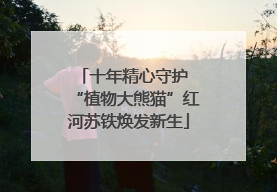 十年精心守护 “植物大熊猫”红河苏铁焕发新生