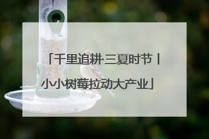 千里追耕·三夏时节丨小小树莓拉动大产业