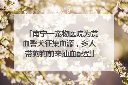 南宁一宠物医院为贫血警犬征集血源，多人带狗狗前来抽血配型