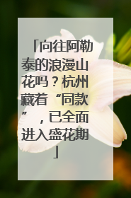 向往阿勒泰的浪漫山花吗？杭州藏着“同款”，已全面进入盛花期