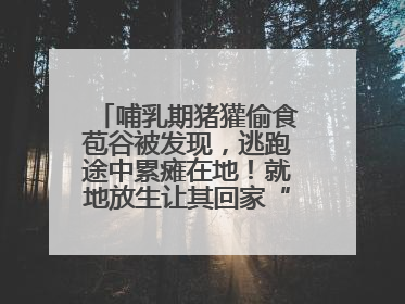 哺乳期猪獾偷食苞谷被发现，逃跑途中累瘫在地！就地放生让其回家“奶孩子”