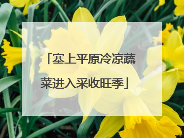 塞上平原冷凉蔬菜进入采收旺季