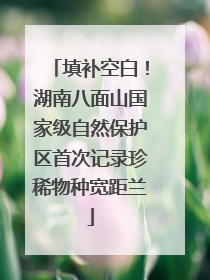 填补空白！湖南八面山国家级自然保护区首次记录珍稀物种宽距兰
