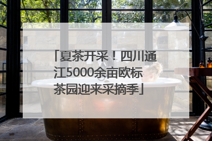 夏茶开采！四川通江5000余亩欧标茶园迎来采摘季