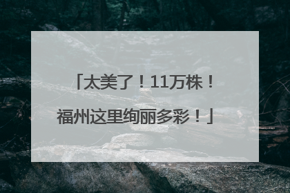 太美了！11万株！福州这里绚丽多彩！