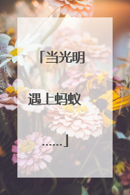 当光明遇上蚂蚁……