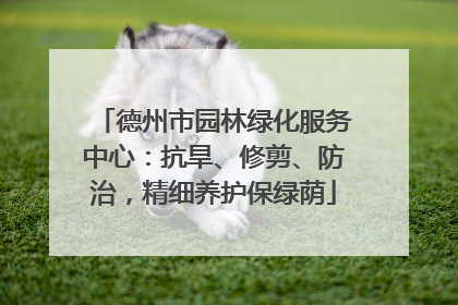 德州市园林绿化服务中心：抗旱、修剪、防治，精细养护保绿荫