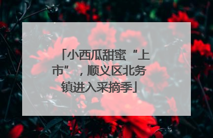 小西瓜甜蜜“上市”，顺义区北务镇进入采摘季