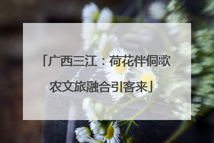 广西三江：荷花伴侗歌 农文旅融合引客来