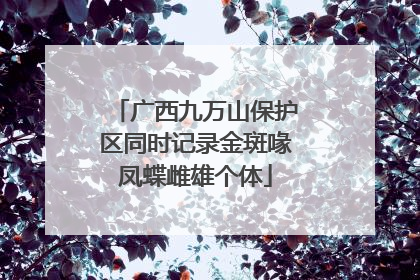 广西九万山保护区同时记录金斑喙凤蝶雌雄个体