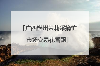 广西横州茉莉采摘忙 市场交易花香飘
