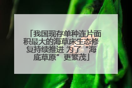 我国现存单种连片面积最大的海草床生态修复持续推进 为了“海底草原”更繁茂