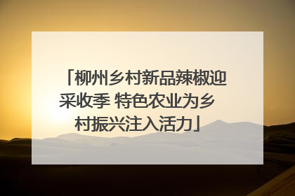 柳州乡村新品辣椒迎采收季 特色农业为乡村振兴注入活力