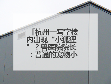 杭州一写字楼内出现“小狐狸”？兽医院院长：普通的宠物小狗，像狐狸犬