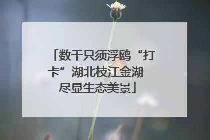 数千只须浮鸥“打卡”湖北枝江金湖 尽显生态美景