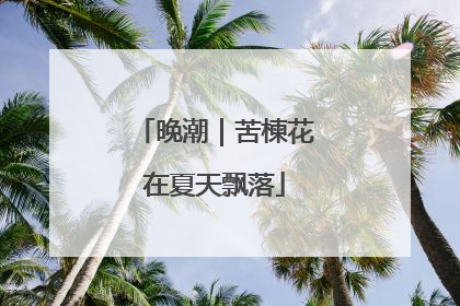 晚潮｜苦楝花在夏天飘落