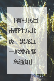 有村民目击野生东北虎，黑龙江一地发布紧急通知
