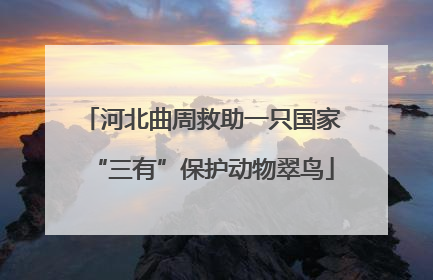 河北曲周救助一只国家“三有”保护动物翠鸟