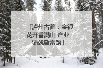 泸州古蔺：金银花开香满山 产业铺就致富路