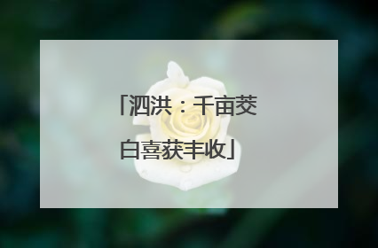 泗洪：千亩茭白喜获丰收