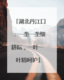 湖北丹江口：一垄一垄细耕耘，一叶一叶精呵护