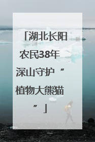 湖北长阳农民38年深山守护“植物大熊猫”