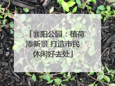 襄阳公园：植荷添新景 打造市民休闲好去处