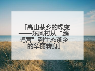 高山茶乡的蝶变——东风村从“鹧鸪营”到生态茶乡的华丽转身