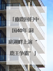 麋鹿回归中国40年 洞庭湖畔上演“鹿王争霸”